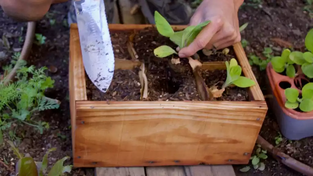 Planting process in deep wooden planter box